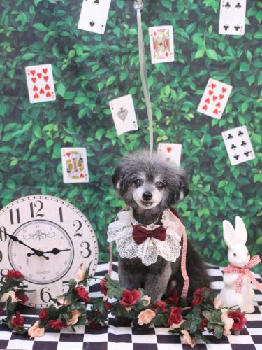 20250415ヒナちゃん